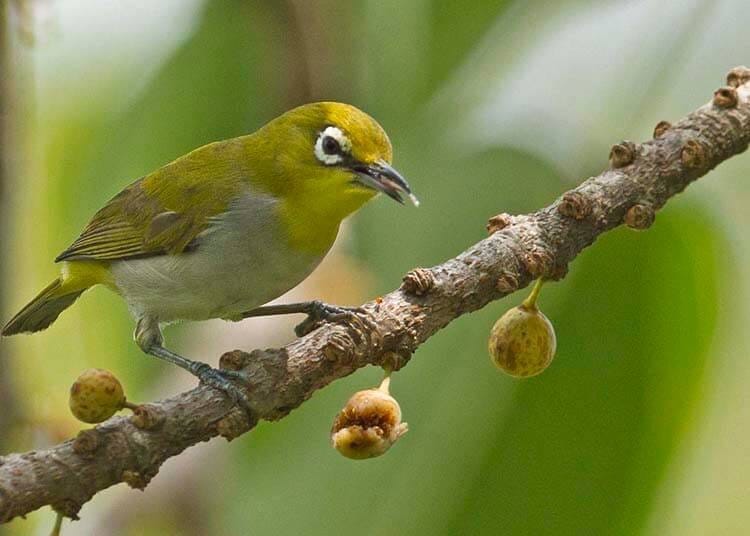 Dấu hiệu chim Vành Khuyên thay lông
