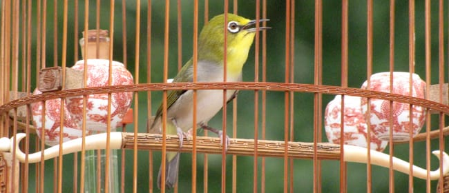 Chế độ dinh dưỡng cho chim như thế nào?