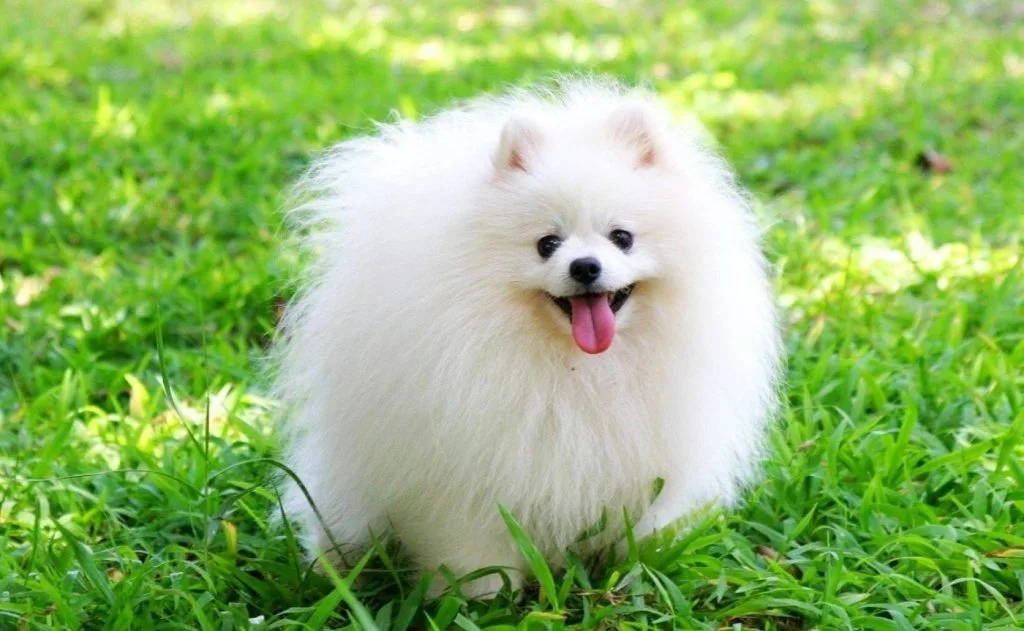 Tỉa lông cho chó Phốc