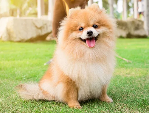 Chuẩn bị chỗ ở phù hợp cho chó Phốc