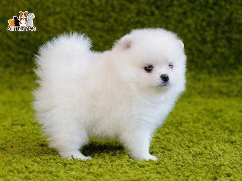 Bật mí kỹ thuật nuôi chó Phốc sóc lớn nhanh sang chảnh như quý tộc