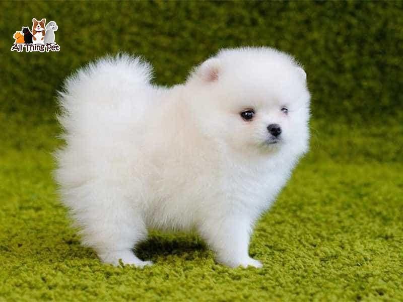 Bật mí kỹ thuật nuôi chó Phốc sóc lớn nhanh sang chảnh như quý tộc