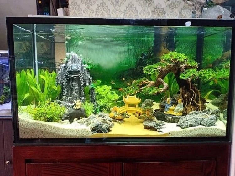 thay nước bể cá