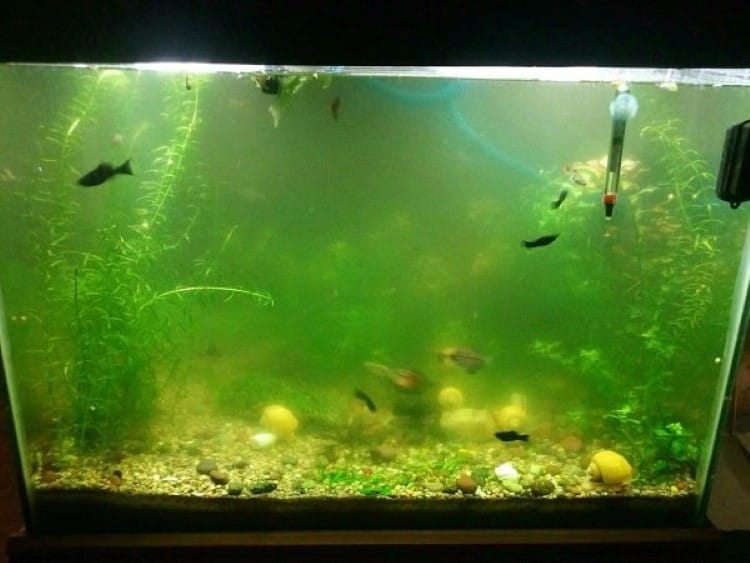 Bể cá cảnh đục