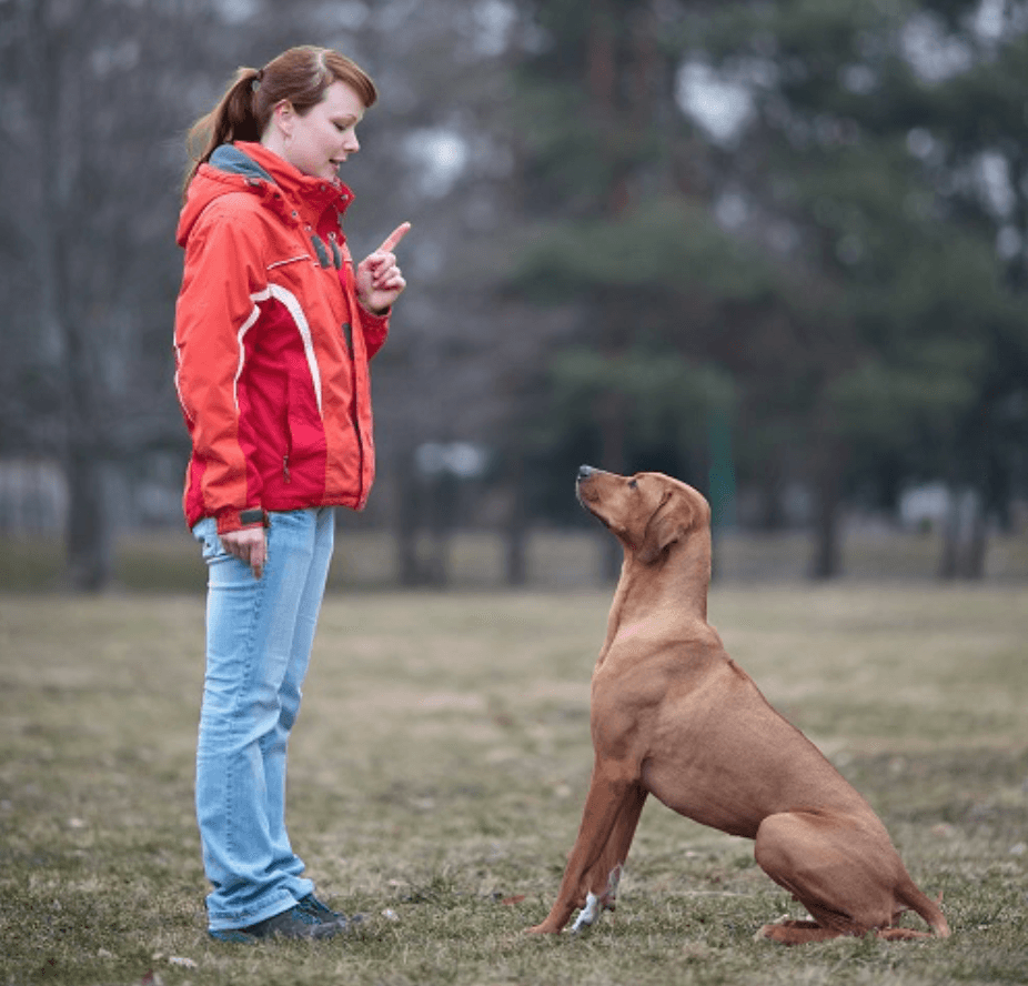 Cách huấn luyện chó Nhật đơn giản tại nhà