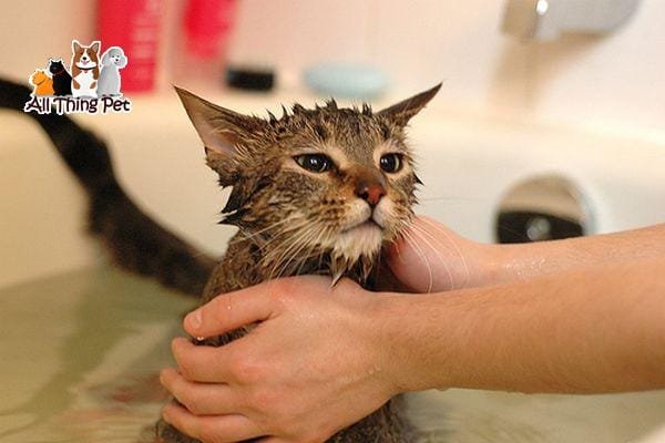 Bí kíp tắm cho các bé mèo con đủ 2 tháng tuổi dễ dàng