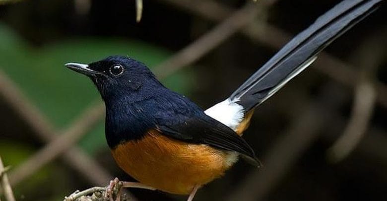 Vào mùa thay lông nên ăn gì 