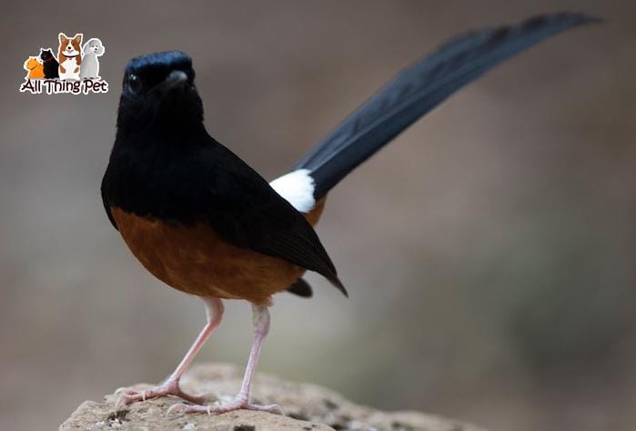 Bí quyết nuôi chim chích chòe vào mùa thay lông an toàn