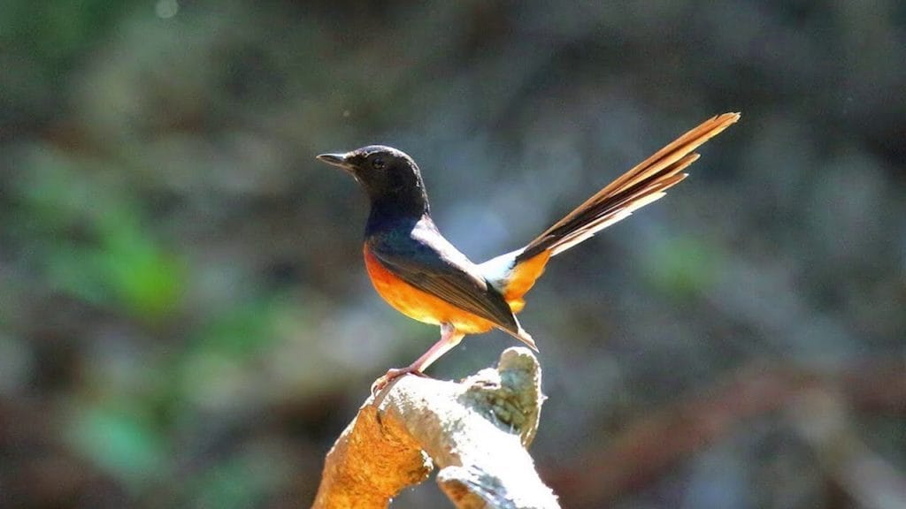 Chất lượng thức ăn rất tốt cho việc chào mào thay lông