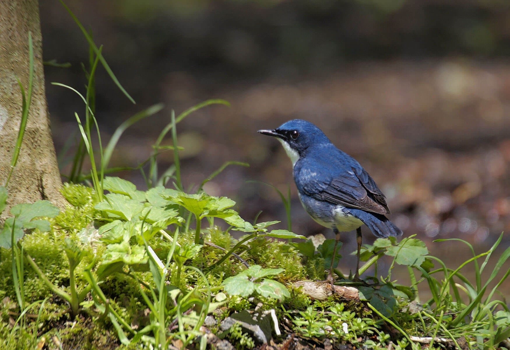 Cung cấp chất dinh dưỡng đầy đủ vào mùa thay lông