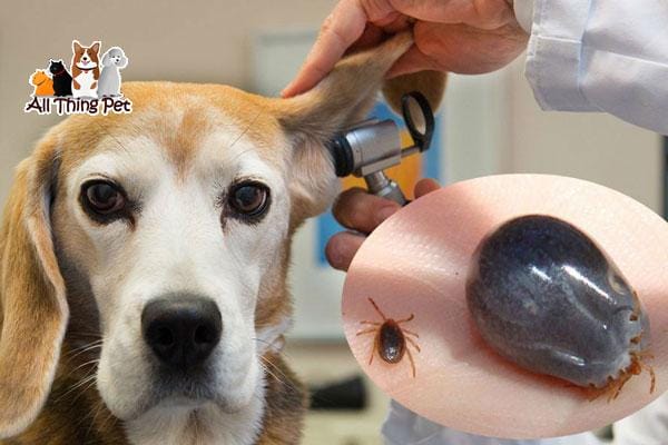 Bí quyết trị ve chó cực hiệu quả bạn nên biết