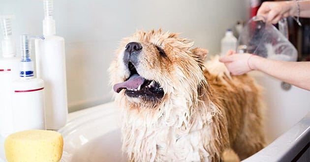 Một số biện pháp phòng ngừa ve chó hiệu quả