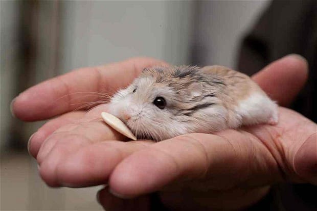 Hạt hướng dương là thức ăn ưa thích của chuột Hamster