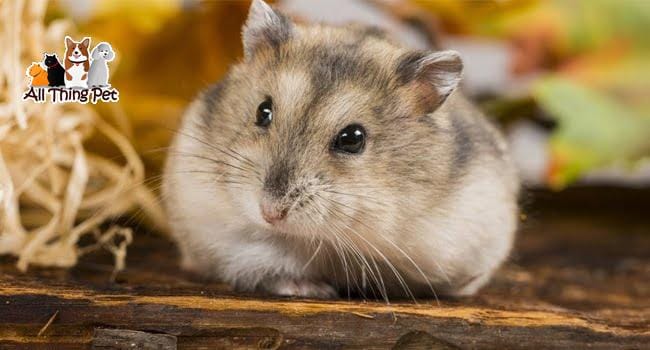 Bỏ túi những cẩm nang nuôi chuột Hamster đúng cách