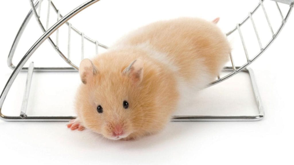 Chuột Hamster rất hiếu động