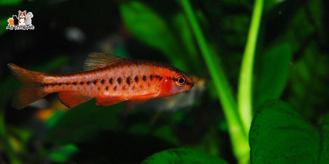 Cá Anh Đào – Nguồn gốc, cách chăm sóc, giá bán