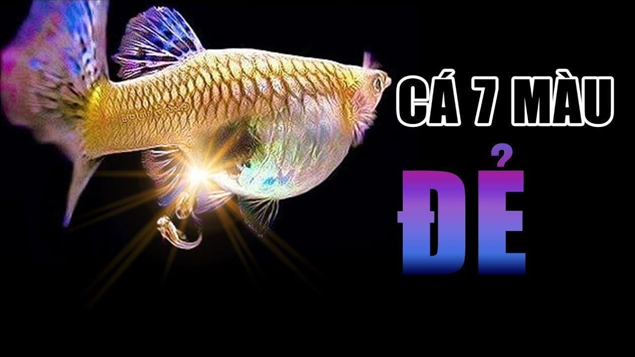 Đặc điểm dễ nhận biết khi cá sắp đẻ là bụng lớn dần