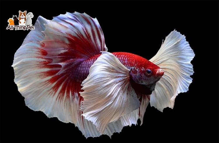 Cá betta – Bí quyết nuôi như nào để cá không bị chết?