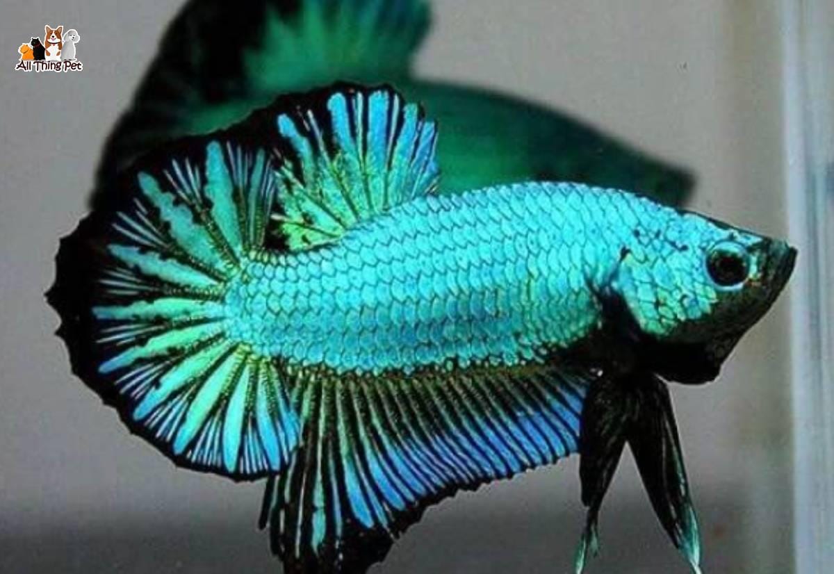 Những bệnh thường gặp ở cá Betta