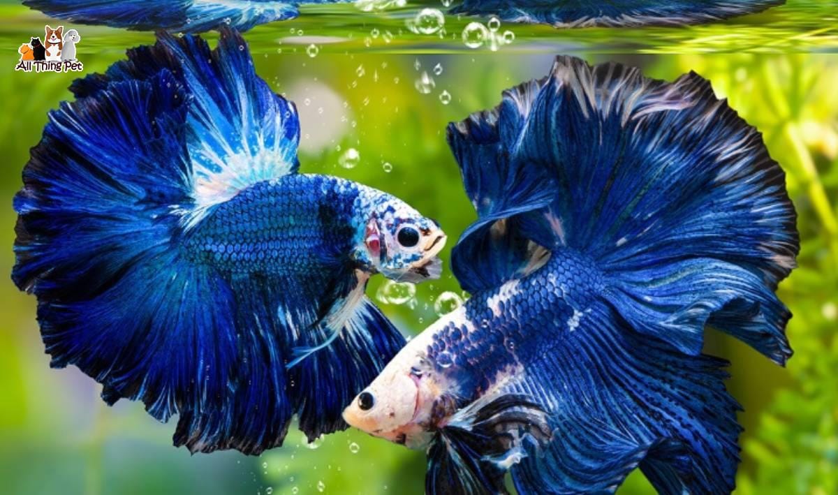 Cá Betta thường mắc bệnh gì? Cách nhận biết, phòng bệnh