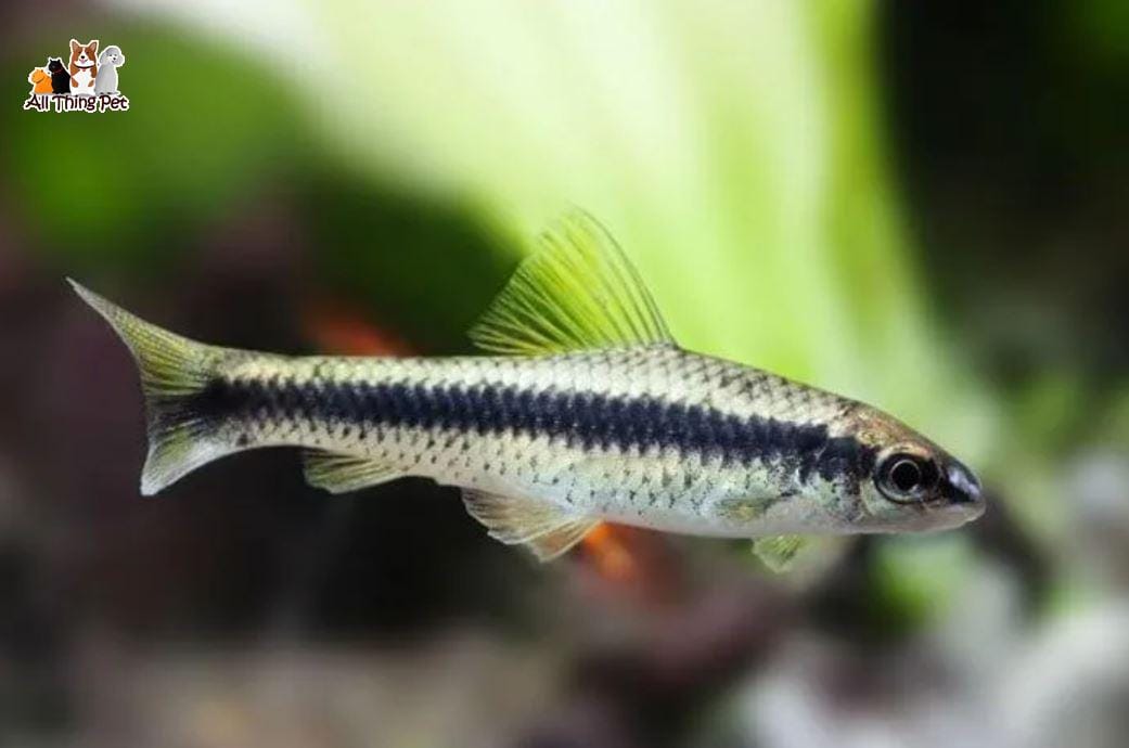 Cá Bút Chì Thái – Hướng dẫn nuôi và cách chăm sóc cá