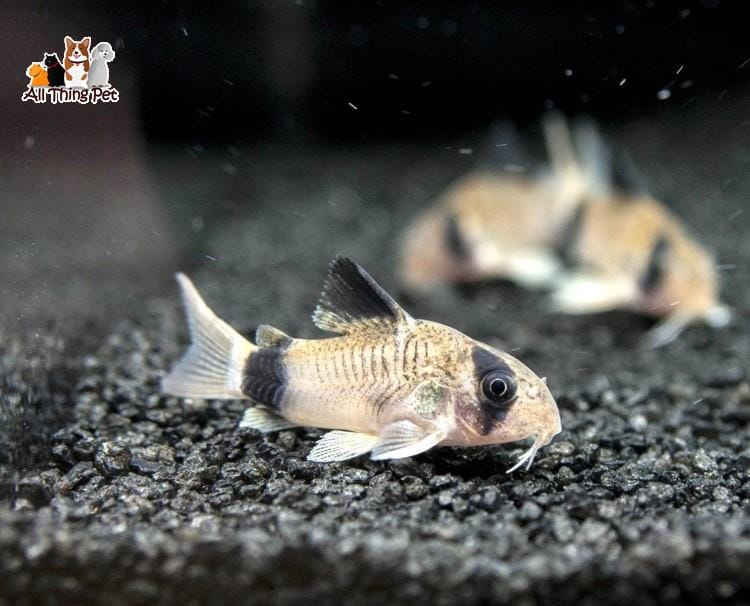 Cá chuột Mỹ – Đặc điểm và kỹ thuật nuôi mà không phải ai cũng biết