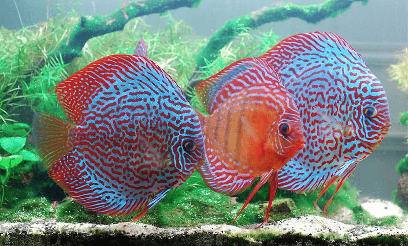 Lịch sử hình thành cá dĩa