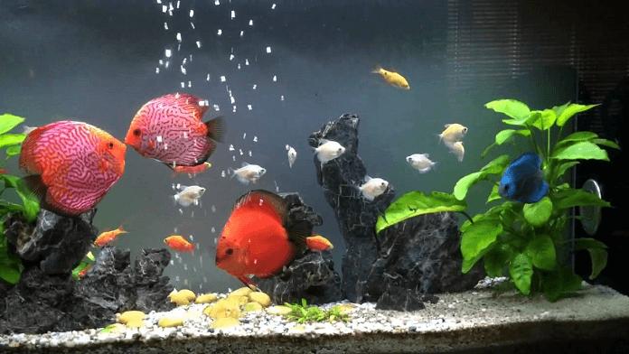 Đặc điểm ngoại hình