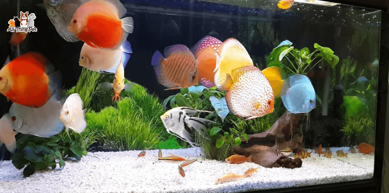 Cá dĩa – loài cá đẹp nhất trong tất cả các loài cá cảnh nước ngọt