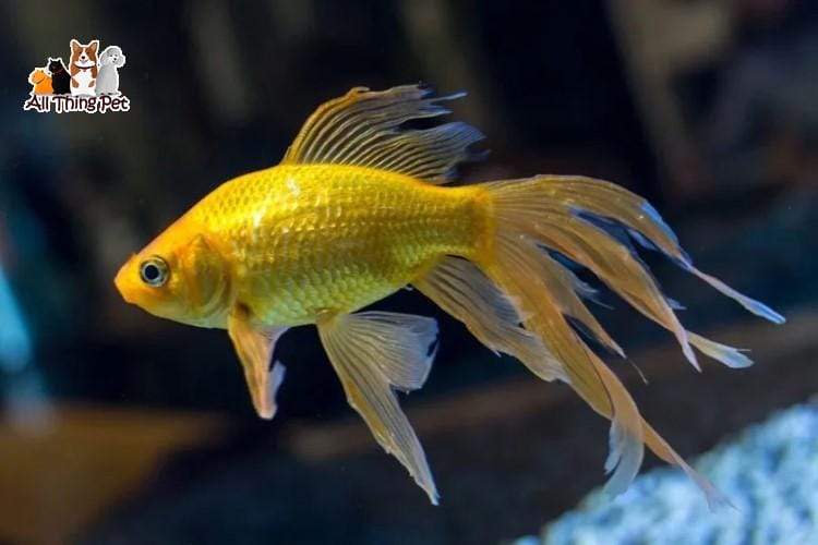 Cá đuôi quạt – Mẹo chăm sóc và chữa bệnh thường gặp