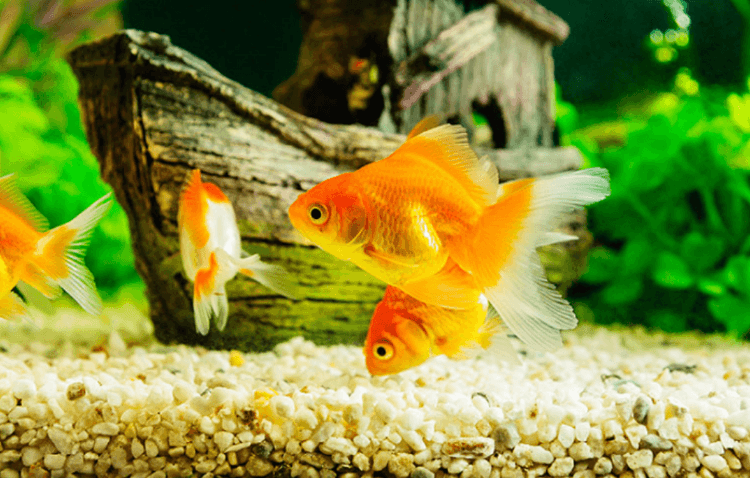 Cá vàng đuôi quạt
