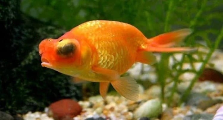 nuôi cá đuôi quạt