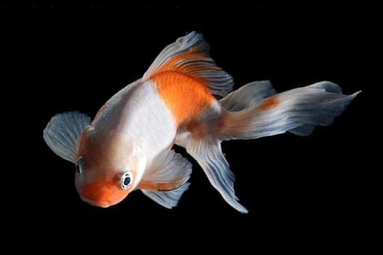 cá vàng đuôi quạt