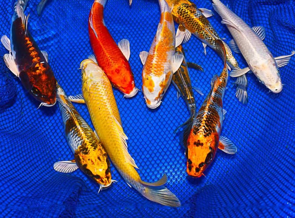 thường được gọi là Butterfly Koi