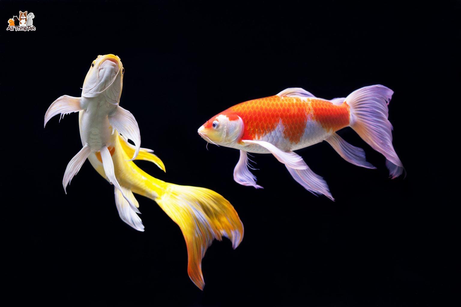 Cá Koi bướm và những điều cần biết về loài cá này - Thú Cưng