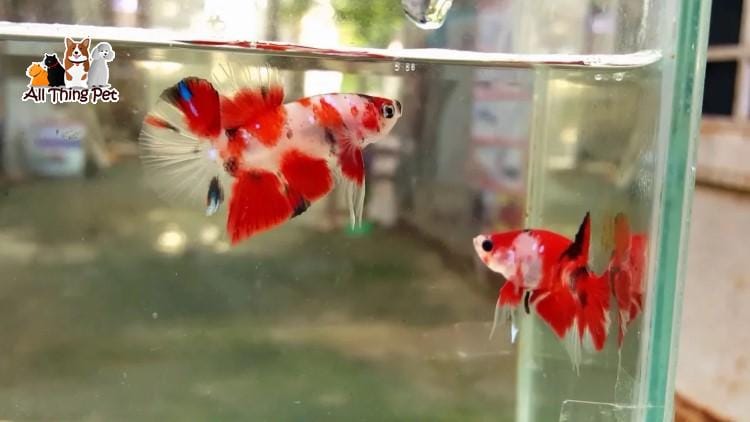 Cá Koi Plakat – Dễ nuôi và chăm sóc cho những người mới