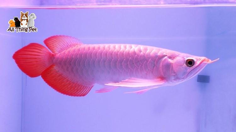 Cá rồng ngân long – lựa chọn phù hợp dành cho những người mới