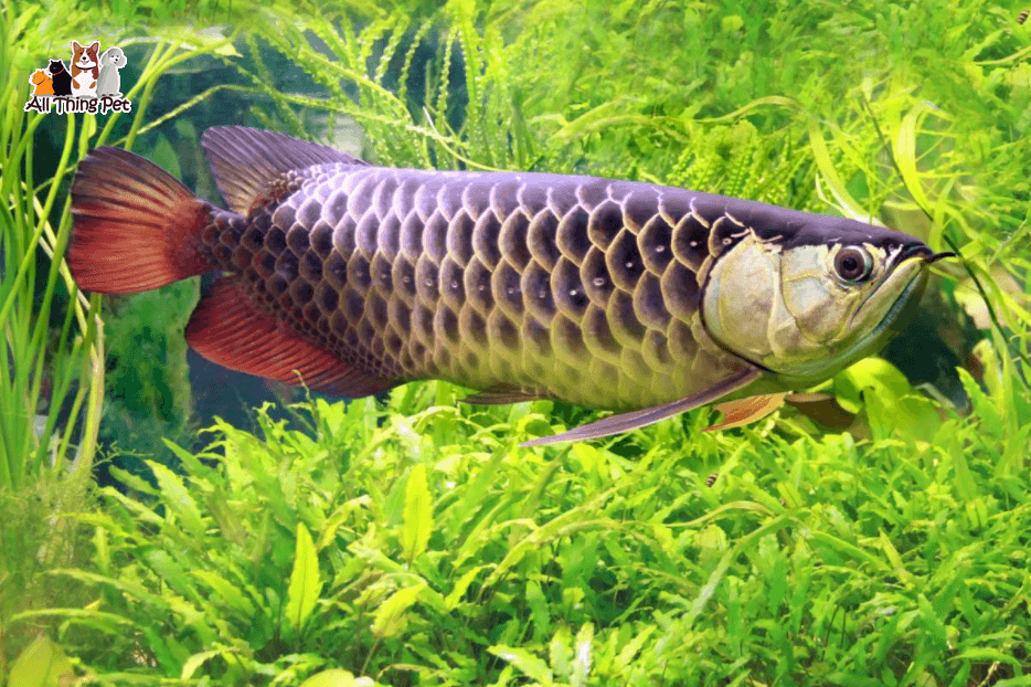 Giống cá rồng – những con cá tiền tỉ có gì đặc biệt?
