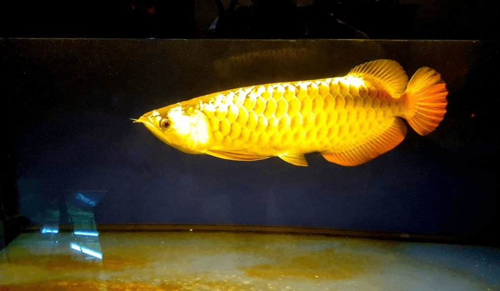 Cá rồng - những con cá tiền tỉ có gì đặc biệt?
