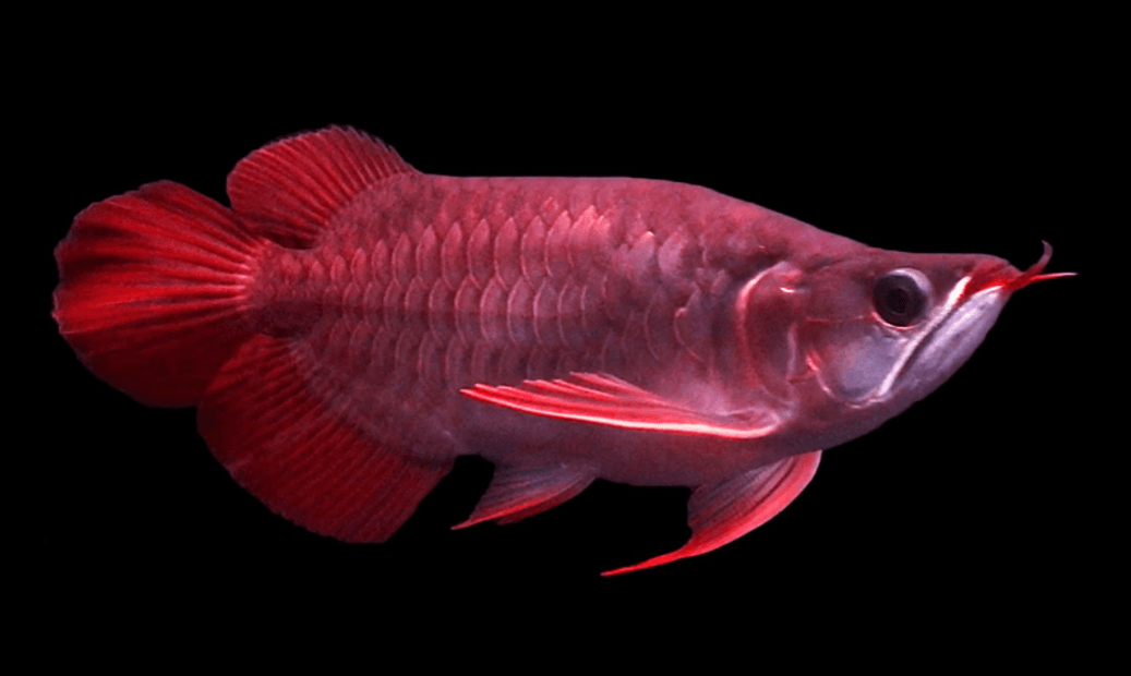 Giới thiệu về cá Rồng