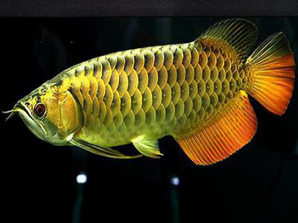 phần đầu lớn nhô về phía trước