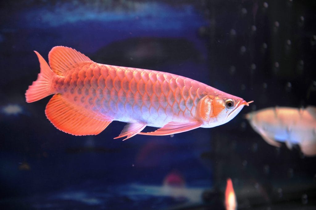 Nguyên nhân cá rồng bệnh