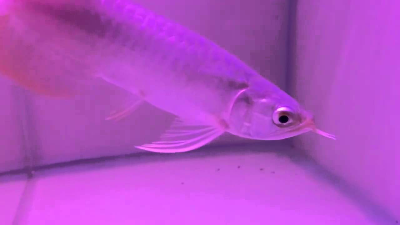 cá rồng bị chúi đầu