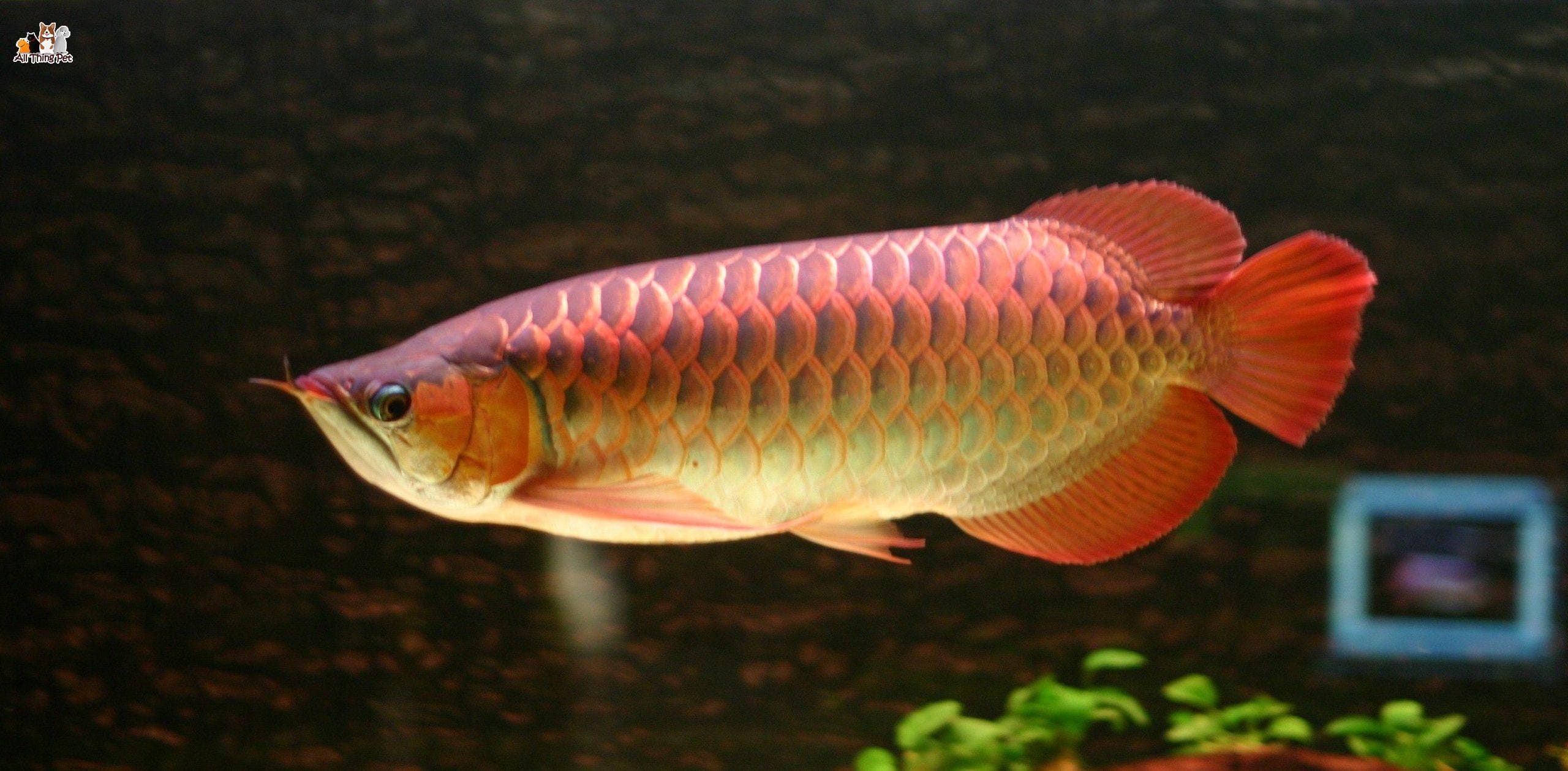 Cá Rồng thường gặp bệnh gì trong quá trình nuôi và chăm sóc