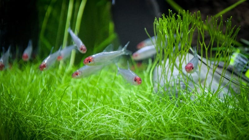 Loài cá sống 