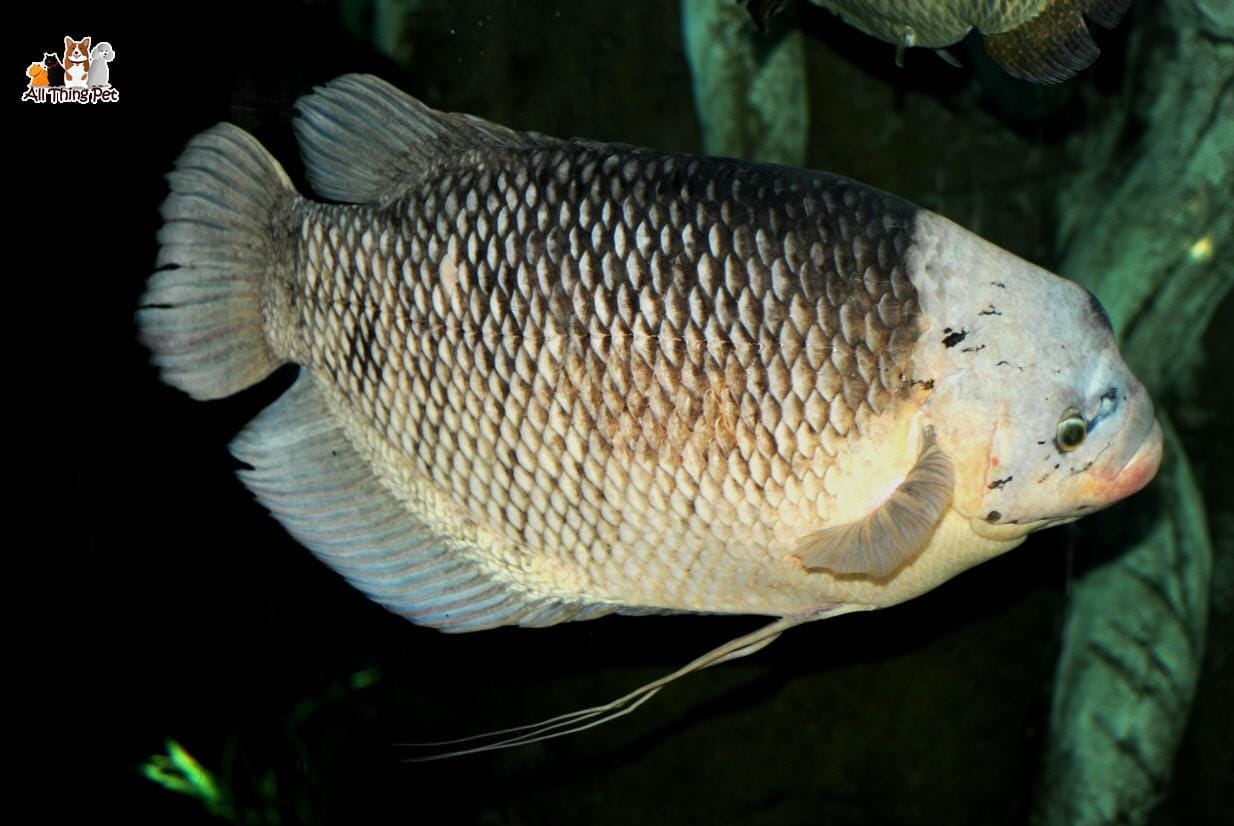 Đặc điểm – Cách chăm sóc cá tai tượng (Cá phát tài)