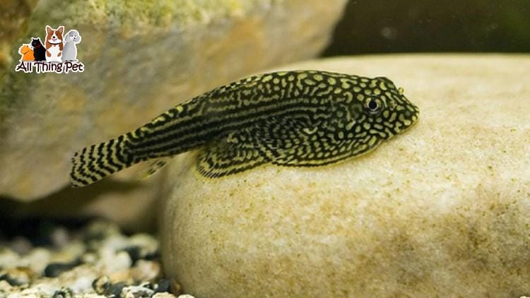 Cá tỳ bà beo – Hướng dẫn chăm sóc đơn giản mà hiệu quả