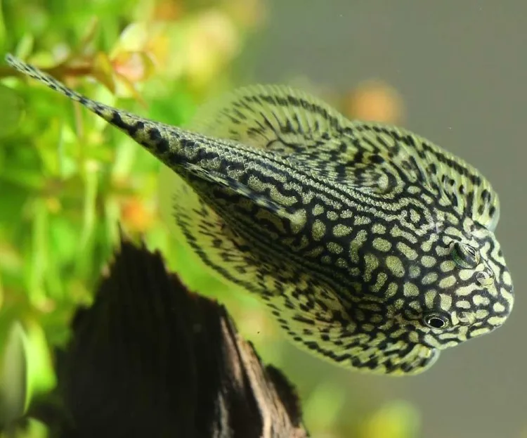 cá tỳ bà beo