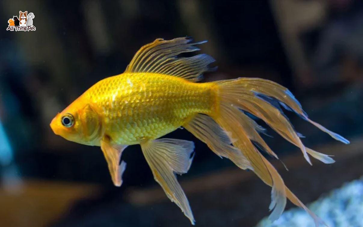 Cá vàng đuôi quạt – Hướng dẫn nuôi và chăm sóc đúng cách