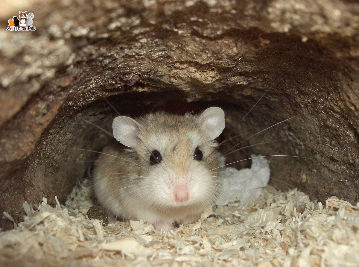 Các bước huấn luyện hamster để bé cưng có thể chạy lại theo ý bạn
